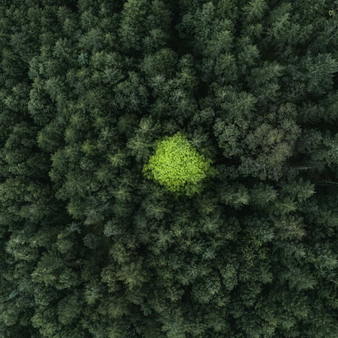 L'écologie du lien, approche d'Audrey Domenach